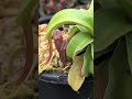 Nepenthes maxima x talangensis BE3679