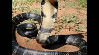 india most powerful cobra snakes/భారత్ లోని వివిద రకాల త్రాచు పాములు