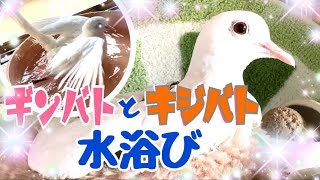 涼をお届け♪銀鳩とキジバトのほっこり水浴び♪マワル君の爪切り2023/7/28KUPPI the Crow