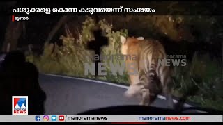 മൂന്നാര്‍ രാജമല പരിസരത്ത് കടുവയിറങ്ങി; ദൃശ്യങ്ങൾ ​| Munnar Rajamala Tiger