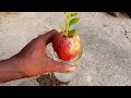 how to make seedlings from apples আপেল থেকে চারা তৈরীর একটি ছোট্ট ভিডিও