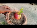 how to make seedlings from apples আপেল থেকে চারা তৈরীর একটি ছোট্ট ভিডিও