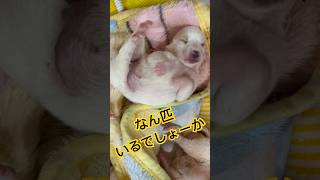 【子犬】まだ目が開いてない仔犬ちゃん！スヤスヤ寝てるのが幸せすぎた#pups #こいぬ #保護犬