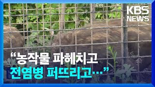 “농작물 파헤치고 돼지열병까지”…멧돼지 피해 ‘비상’ / KBS  2024.05.28.