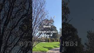 ความสวยงามของธรรมชาติ ในฤดูใบไม้ผลิ ที่เมลเบิร์น ออสเตรเลีย #shorts #shortsfeed #shortvideo