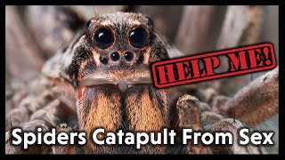 Spiders Catapult From Sex