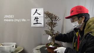 Bonsai student cuts the azalea bonsai.