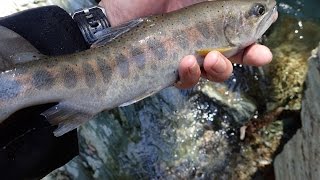 春の源流釣り　【四国の渓流釣り 動画遡行記】