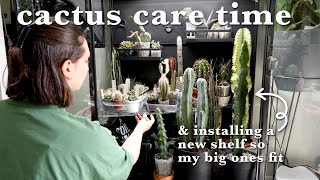 let's take care of my cacti & succulents 🌵 & update the cactus cabinet