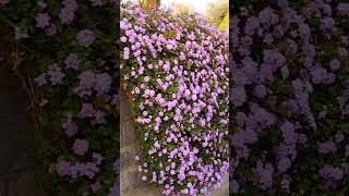 దా...రం...తా... పూల మొక్కల తోరణాలే / amazing natural 'lantana' flower plants garland #gardening