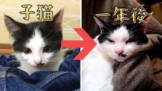 猫の成長...というか寝相の変化