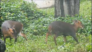 Rainy day silverback gorilla D'jeeco Home Reeves's muntjac foraging 2022-12-9 1042