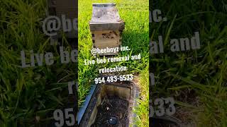 @beeboyzinc.7941 Live bee removal Weston.fl. #beeremoval #beerelocation #savethebees #livebeeremoval