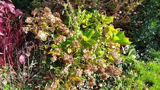 Darwin's barberry to Primula flowers