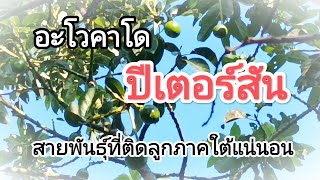 ปีเตอร์สัน อะโวคาโดสายพันธุ์ที่ติดลูกภาคใต้แน่นอน ปีที่3แล้ว