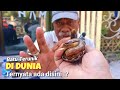 BURUAN ! INI YANG DICARI BANYAK ORANG ! Batu Akik Unik Antik dan Langka di Lapak Aziz Akik Surabaya