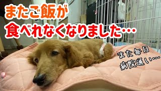 【老犬】またご飯が食べれなくなりました…【ダックスフンド】