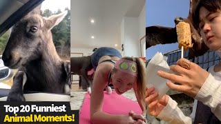 Funniest Animal & Pet Videos, Try Not To Laugh At These #1