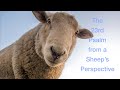 The 23rd Psalm from a Sheep's Perspective