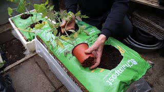 Plant tomatplanter vandret i plantesækken og øg udbyttet af tomater