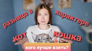 В чем разница между котом и кошкой. Жизнь с мейн-кунами