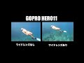 【goproユーザー必見】広角レンズで激変！goproでダイナミックな水中撮影を！