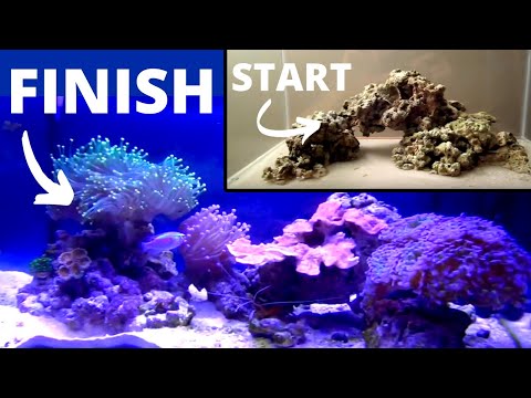 How to set up a Saltwater Aquarium How to set up a Saltwater Aquarium