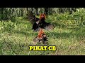 AKSI PIKAT CB || GAK PAKE LAMA AYAM HUTAN LANGSUNG DATANG