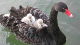 Black swan large water bird ||Black swan and its children