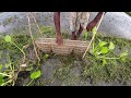 আজকে চাই থেকে চেং বা টাকি মাছ ধরা পরেছে village traditional fishing