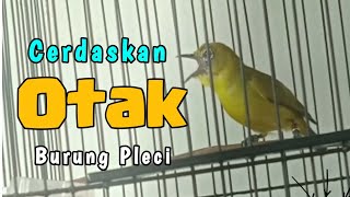 Pleci gacor Terapi cerdaskan  Otak Pleci pleci malas bunyi