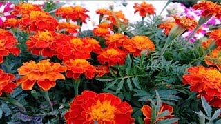 French Marigold best care tips। जाफरी गेंदा की सम्पूर्ण देख भाल।।