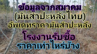 ข้อมูลจากสมาคม(มันสำปะหลังไทย)อัพเดทราคามันสำปะหลัง โรงงานรับซื้อราคาเท่าไหร่บ้าง