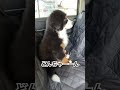 a 0 year and 3 month old bernese mountain dog pretends not to hear. bernesemountaindog stubborn