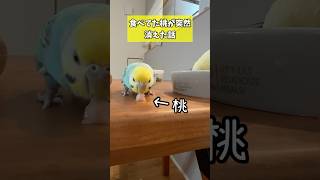 食べてた桃が突然消えたら…😂【セキセイインコ】#インコ #parakeet #shorts