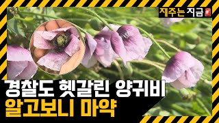 경찰도 헷갈린 양귀비, 알고보니 마약ㅣ자막뉴스