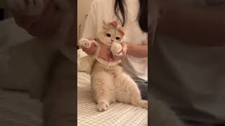 【#薄荷猫猫甜不甜】猫猫摇子 #猫猫卖艺 #薄荷猫猫 #猫咪手势舞