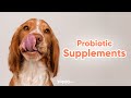 Probiotic Supplements For Dogs | Yappy.com