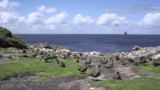 Bird man! Expedition Snares Islands