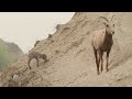 2023.05.18 badlands national park little bighorns