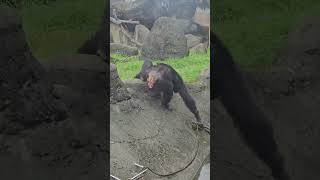 Chimpanzee/Pan troglodytes/Taipei Zoo