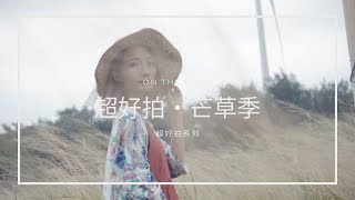 芒草季。路邊的芒草也好拍｜生活影像