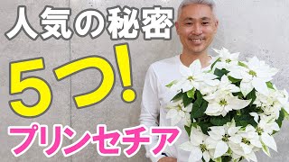 ５つの違い！プリンセチアは普通のポインセチアと何が違うの？