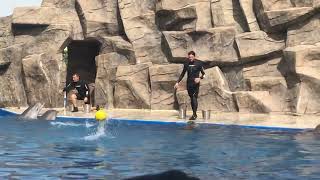 Wow, what are they doing! Dolphinarium in Batumi, Adjara, Georgia.