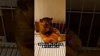 キンカジュー君　今日は座ってレタスを食べてます #kinkajou #エキゾチックアニマル #キンカジュー #ペットのいる暮らし #animal #pet #レタス#動物