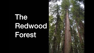 The Redwoods:  Dave's Bonsai E182