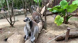 【神戸どうぶつ王国】ワオキツネザル　Ring-tailed Lemur part2