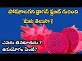 ||dragon fruit health benefits || చిన్నపిల్లలు ఈ పండు తింటారా||రుచి ఎలా ఉంటుంది||ఎక్కడినుంచివచ్చింది