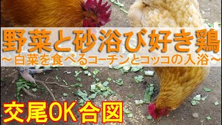 野菜と砂浴び好き鶏～白菜を食べる名古屋コーチンと入浴と同じニワトリの衛生習慣～