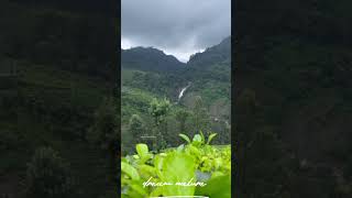 Aathukadu water falls - Munnar/#munnartrip #munnardiaries #nature #munnartouristplaces #love